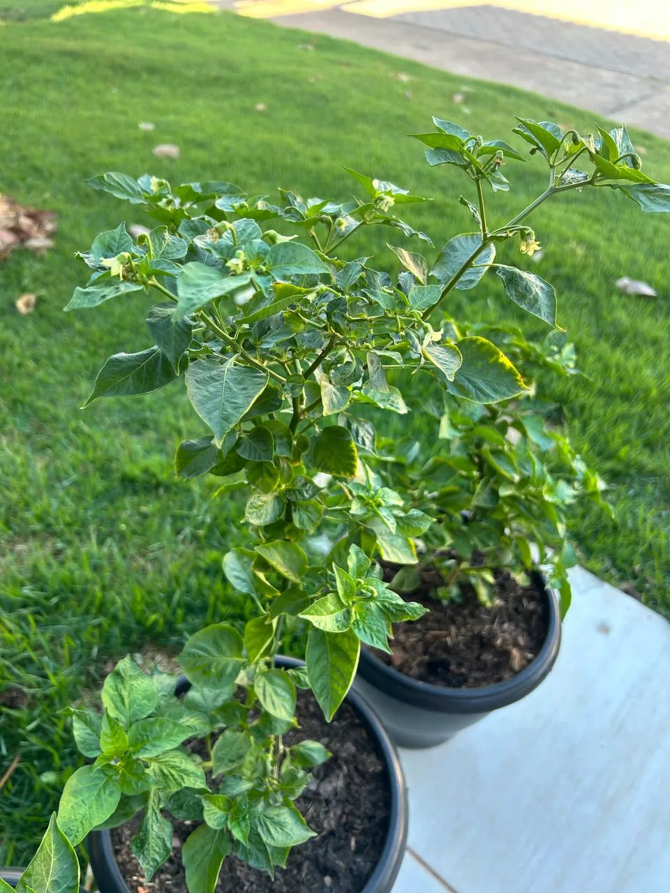 Muda de pimenta malagueta 