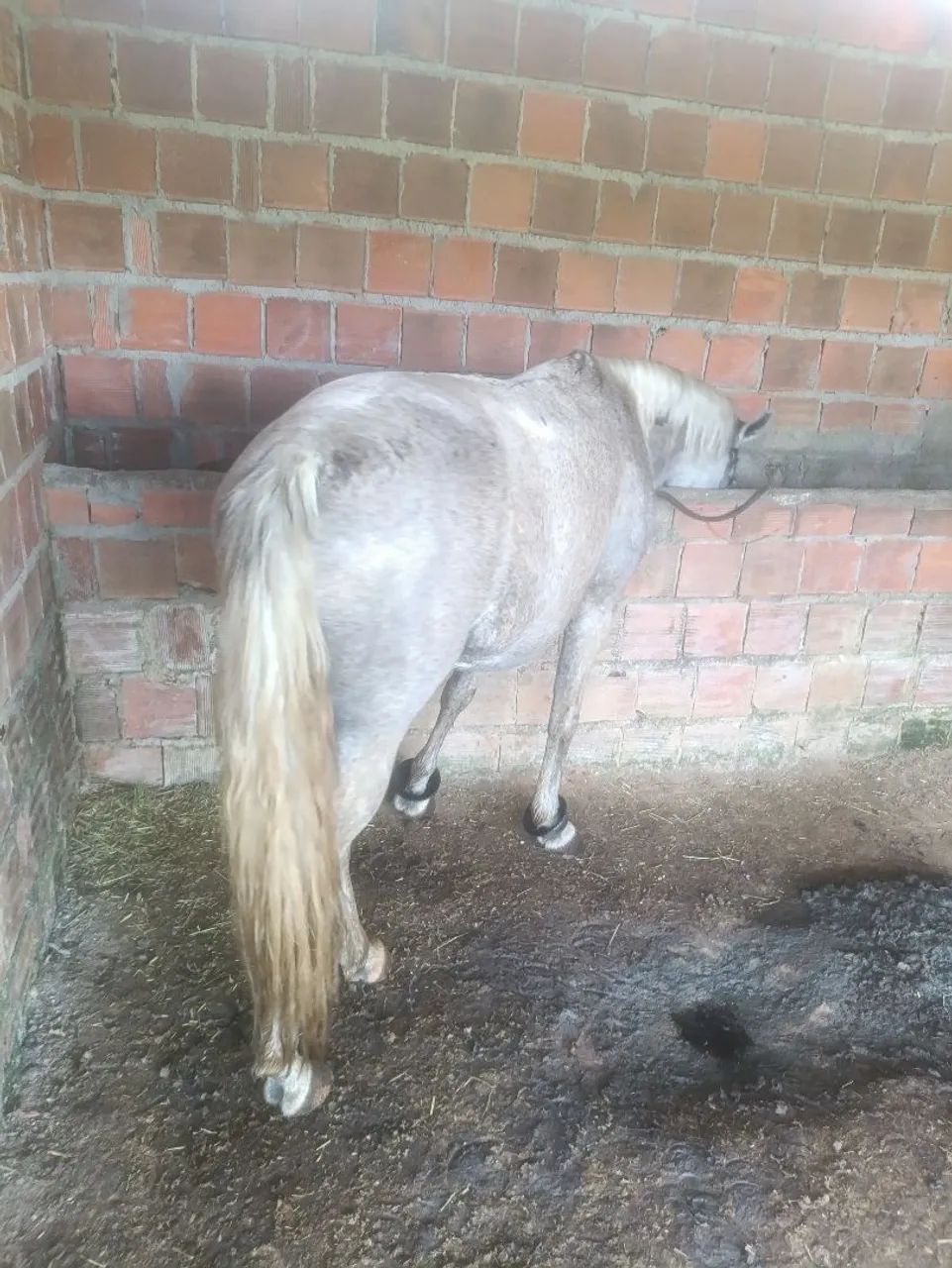 Cavalo  - Foto 3