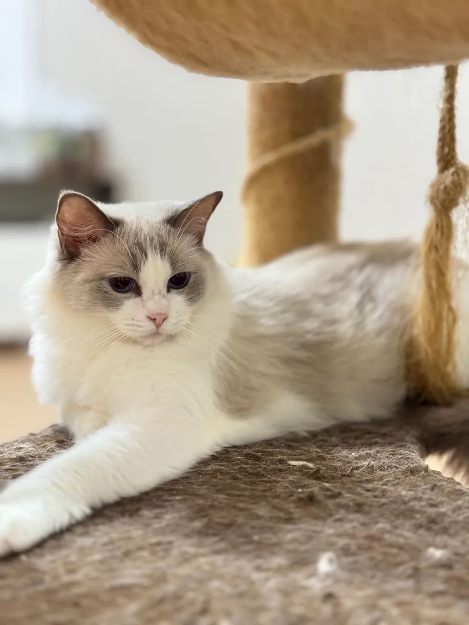 Fêmea Ragdoll  - Foto 5