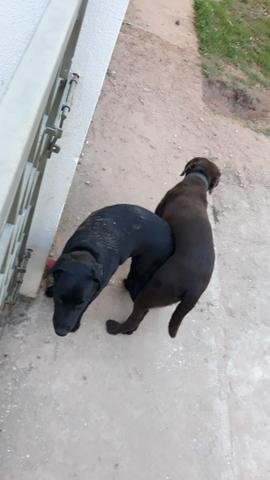 Vendo filhotes de Labrador - Foto 2