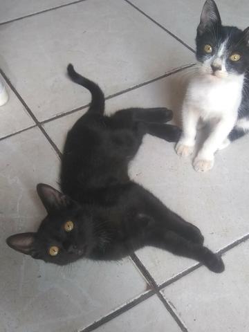 Doação de gatos