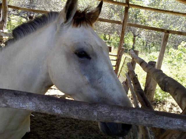 Vende-se cavalo mestiço de quarto de milha - Foto 3