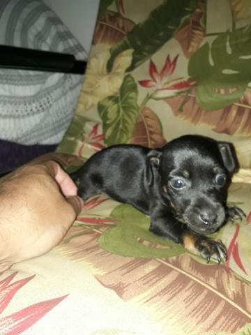 Cachorro - Foto 2