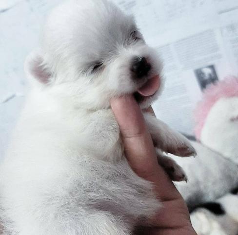 Spitz alemão