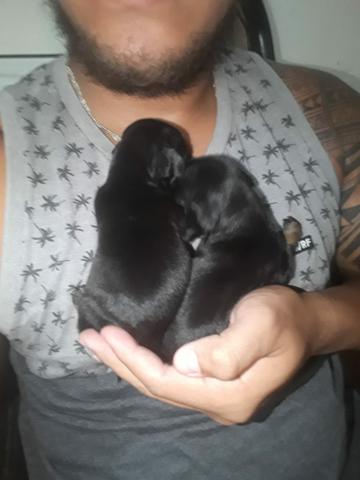 Cachorro - Foto 3