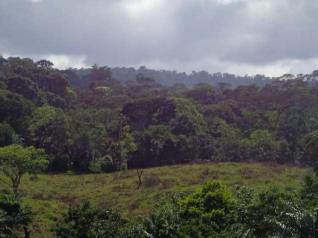 Fazenda de cacau no sul da bahia. mascote - camacã - itabuna - Foto 3