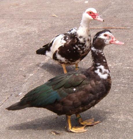 Patos domésticos adultos