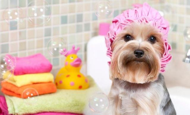 MRS Negócios - Vende Pet Shop + Consultório Vet - Poa/RS
