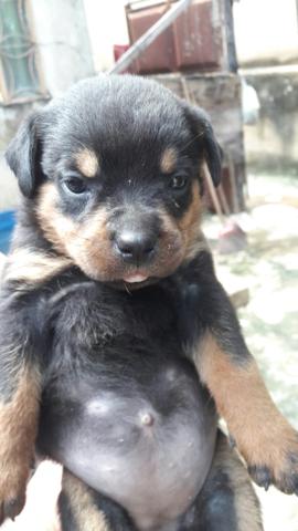 Cachorro rottweiler - Foto 6
