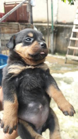Cachorro rottweiler - Foto 4