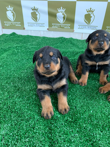 Rottweiler filhotes - Foto 4