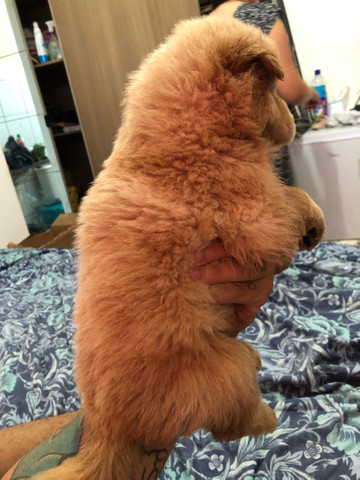 Filhotes de Chow-Chow - Foto 3