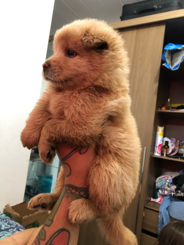 Filhotes de Chow-Chow - Foto 2