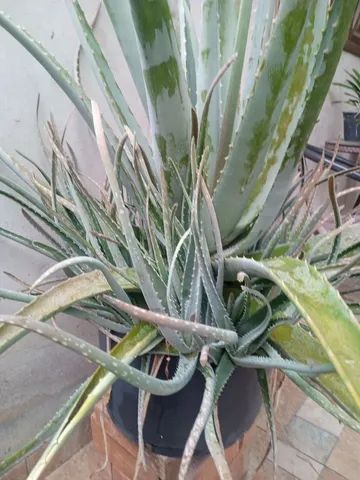 Babosa( Aloe Vera) - Foto 4