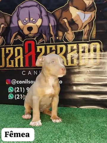 Pit Monster: Filhote  80 dias, macho e fêmea  - Foto 3