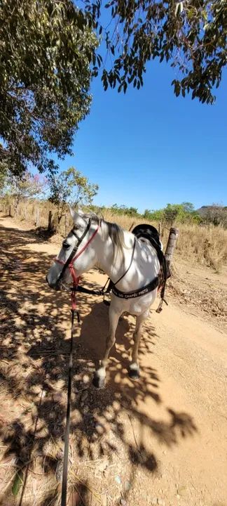 Égua marchadeira - Foto 3