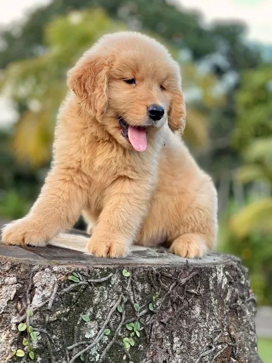 Novo membro e família @triunfokennel - Foto 3