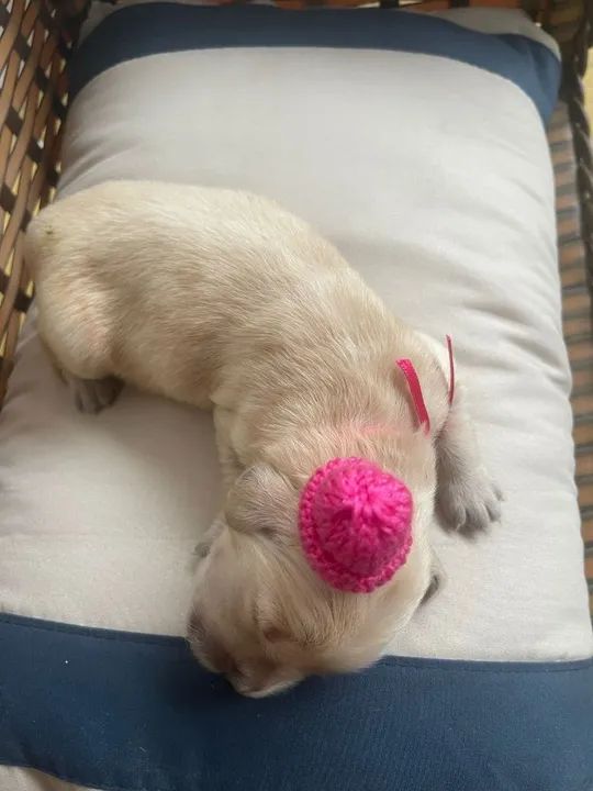 Reservas abertas @triunfokennel - Foto 4