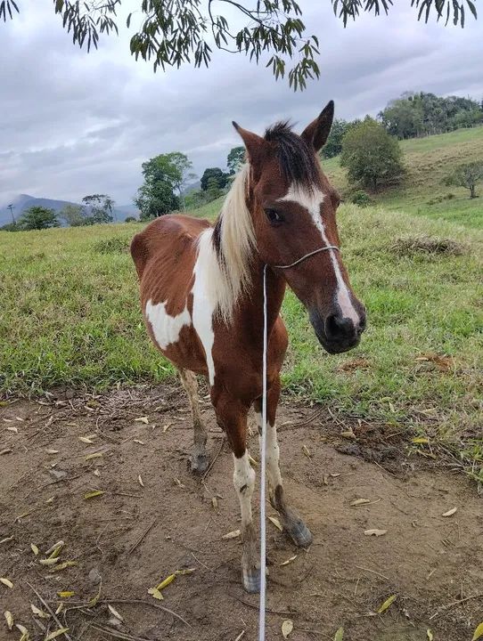 Cavalo pampo para venda ou troca - Foto 5