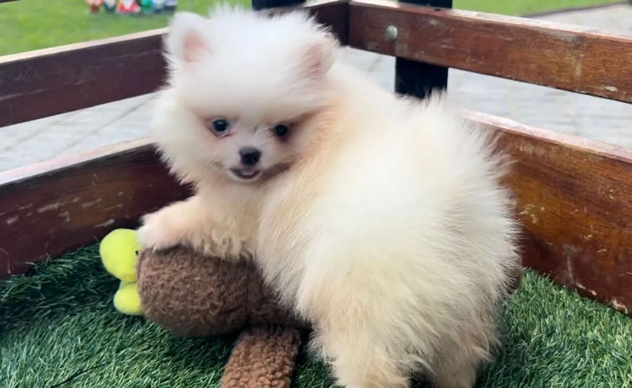 Bolinha de amor !! Spitz 