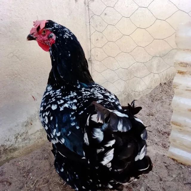 Pintinho gsb ate 10 dias - Foto 4