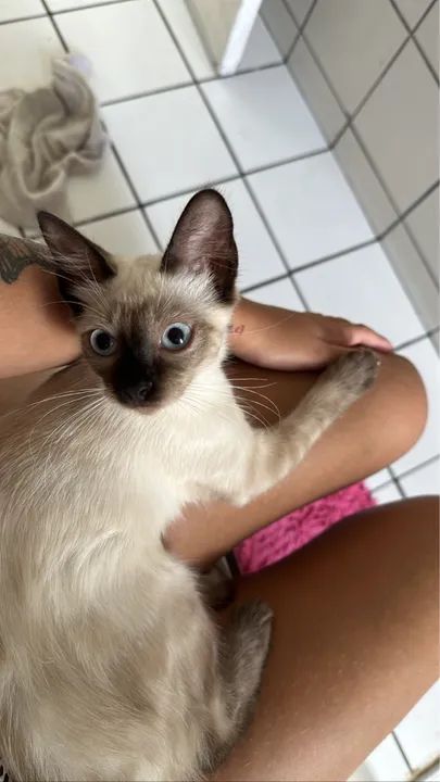 Gatinha Siamesa (DOAÇÃO RESPONSÁVEL) - Foto 3