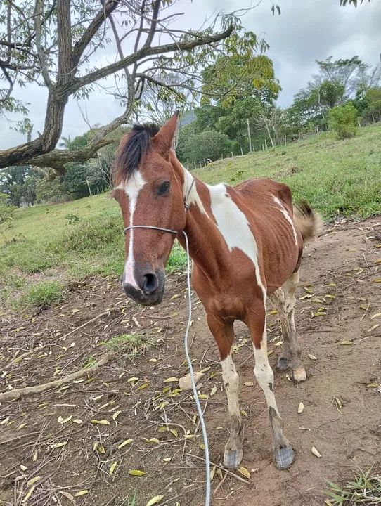 Cavalo pampo para venda ou troca - Foto 4