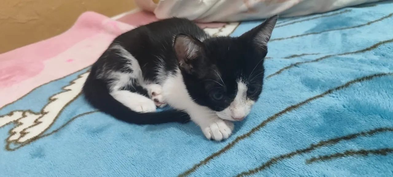 Gatinho preto e branco disponível para adoção - Foto 3