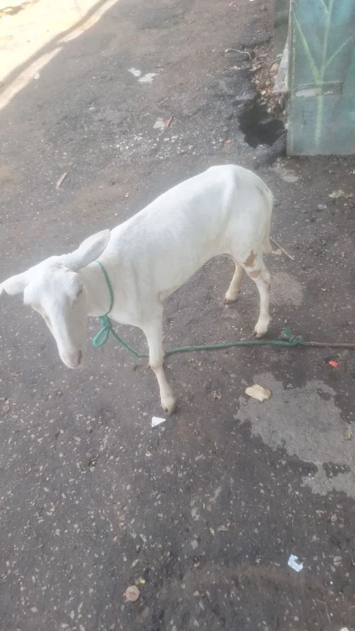 Carneiro e ovelha - Foto 2