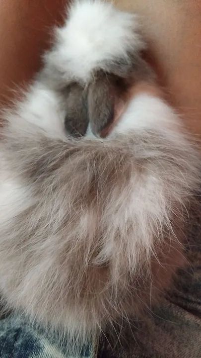 Mini Teddy femea 200 - Foto 3