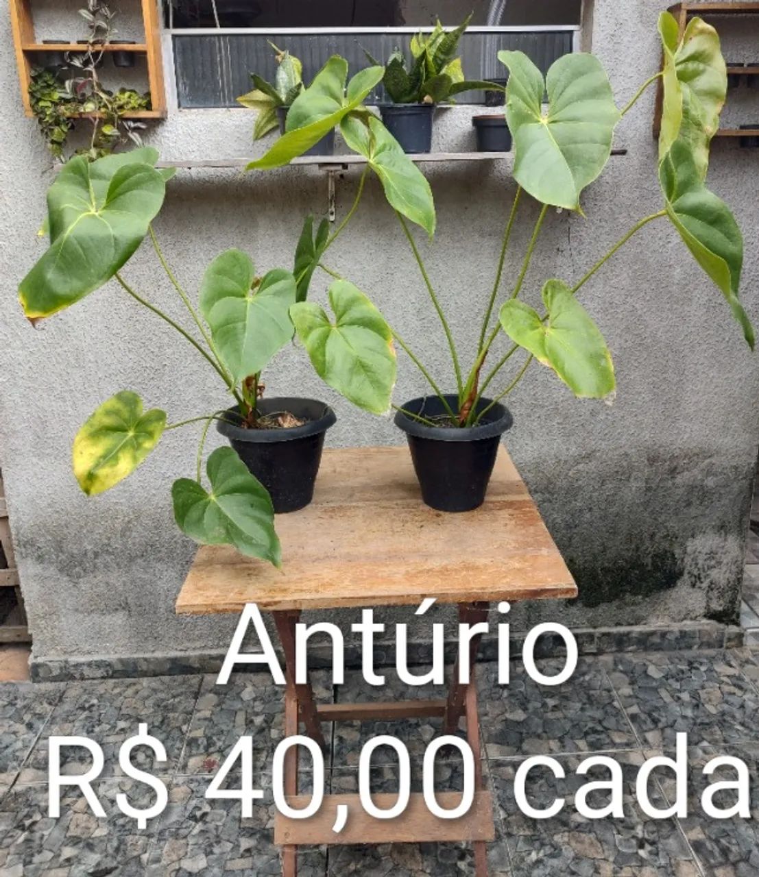 Plantas Diversas - Foto 2