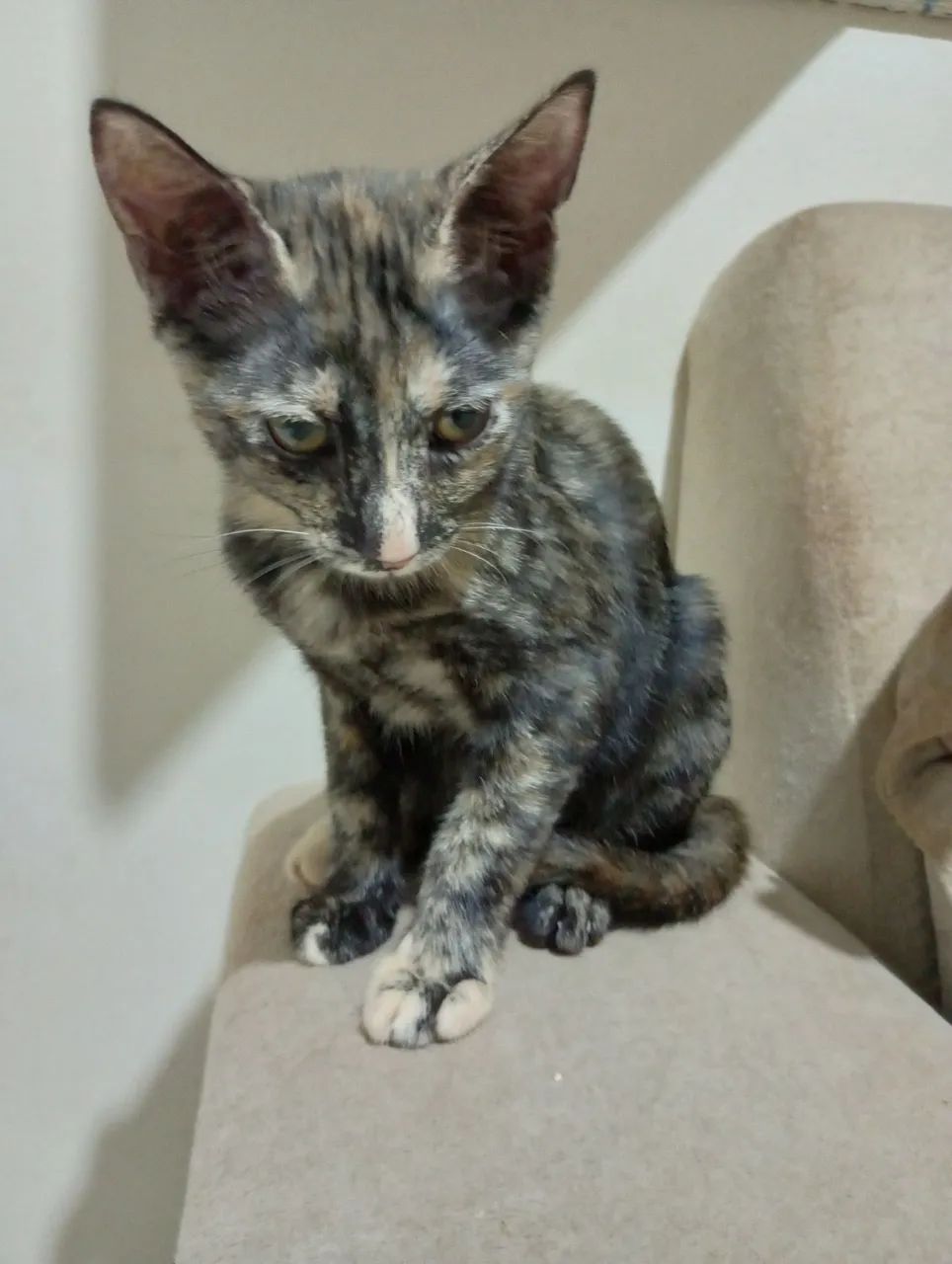 Gatinha fofa e dócil par adoção  - Foto 4