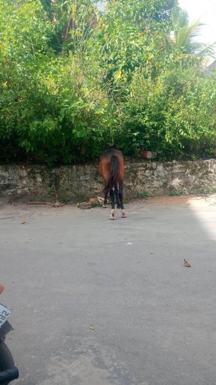 Vende se um cavalo - Foto 2