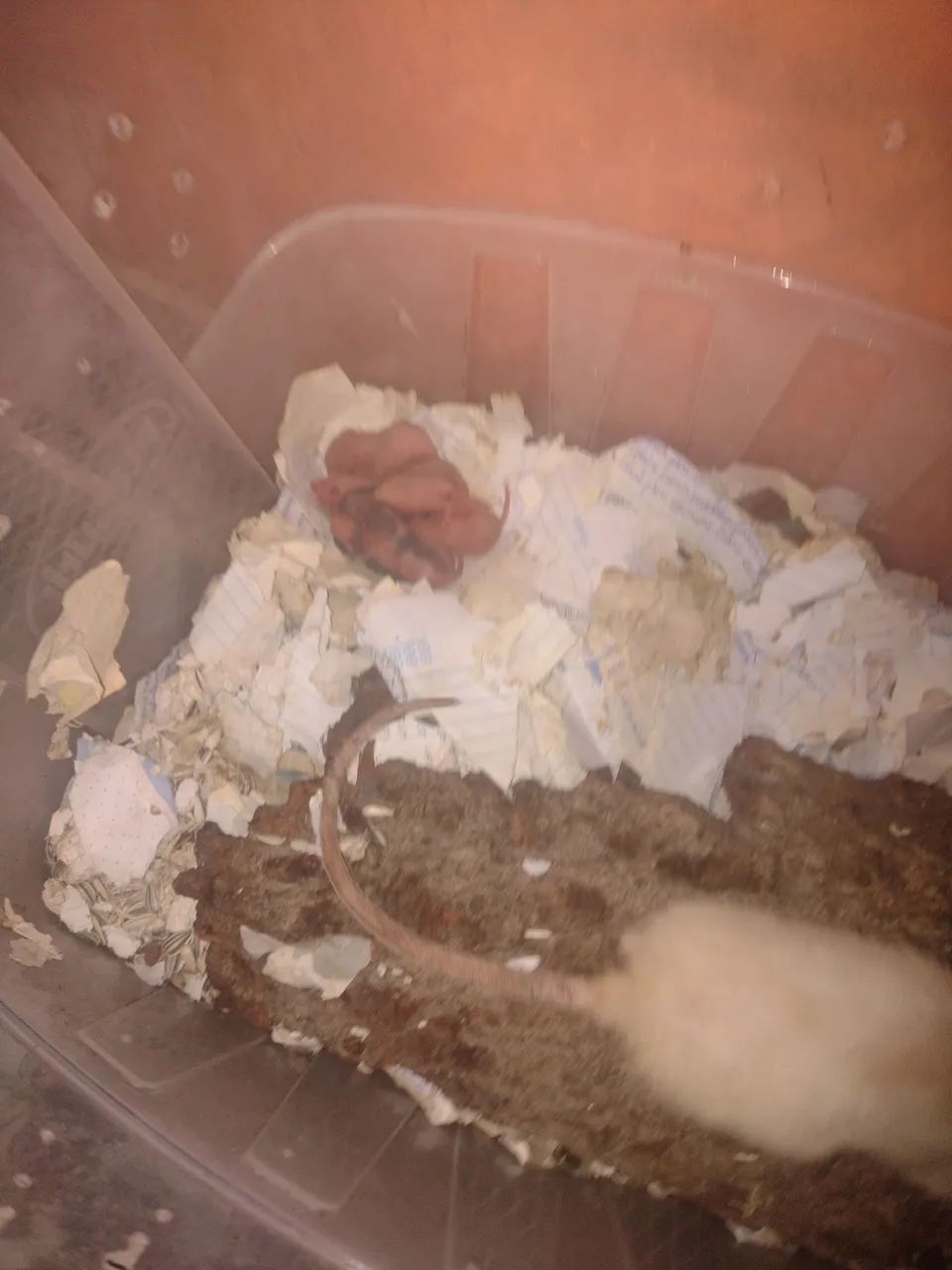 Rata fêmea com 9 filhotes - Foto 3