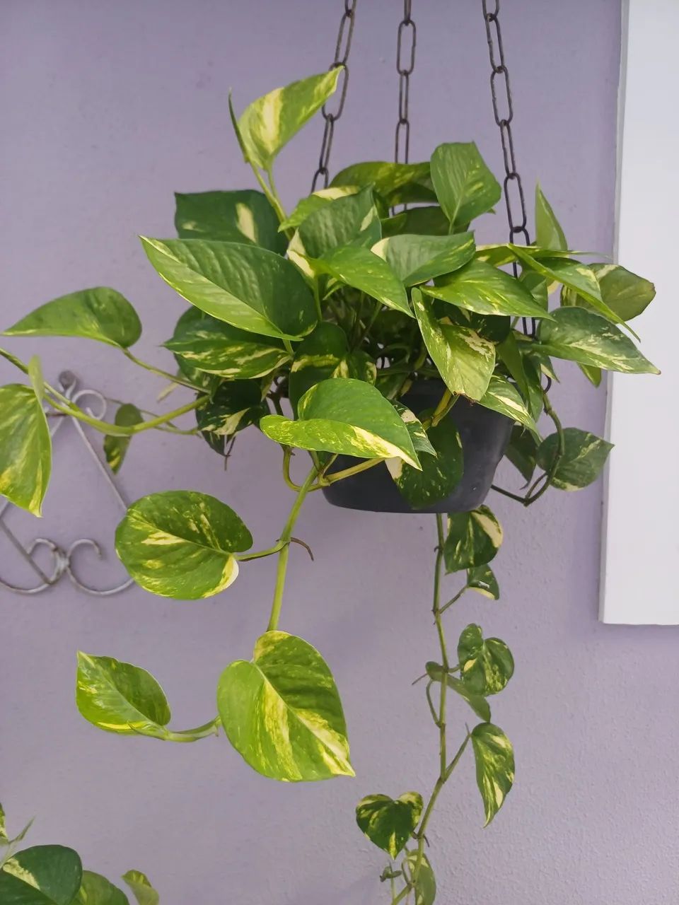Lindas giboias plantas para decoração  - Foto 4