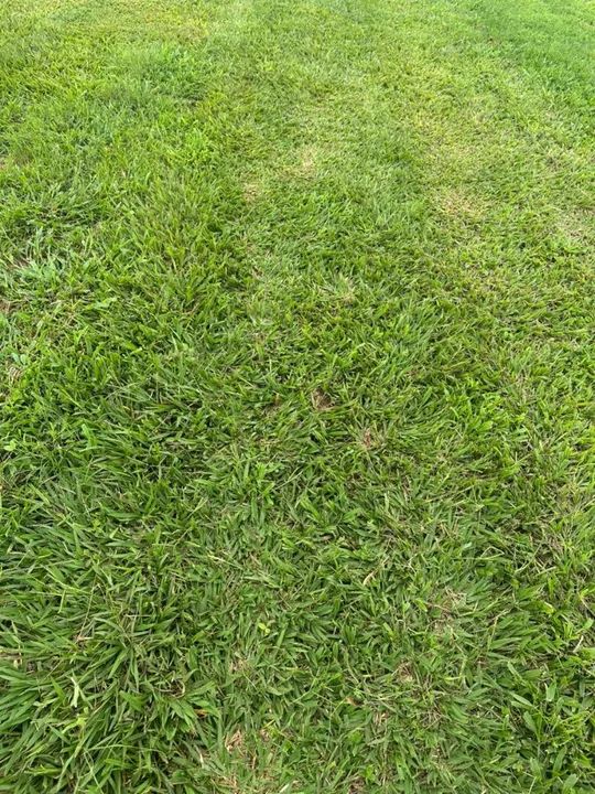 Grama apartir de 7,00 reais o metro quadrado já plantado  - Foto 4