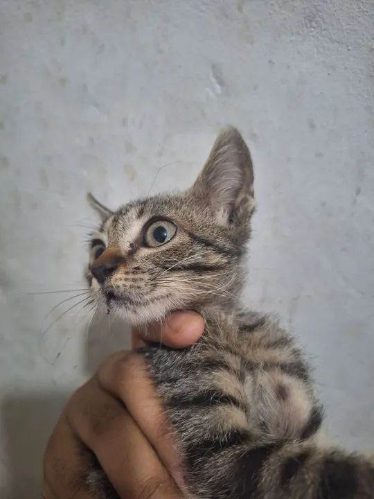 Gato filhote - Foto 3
