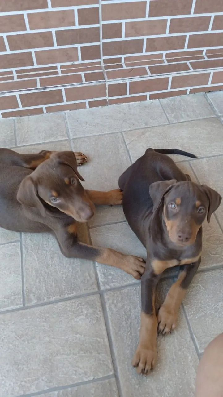 Doberman fêmeas