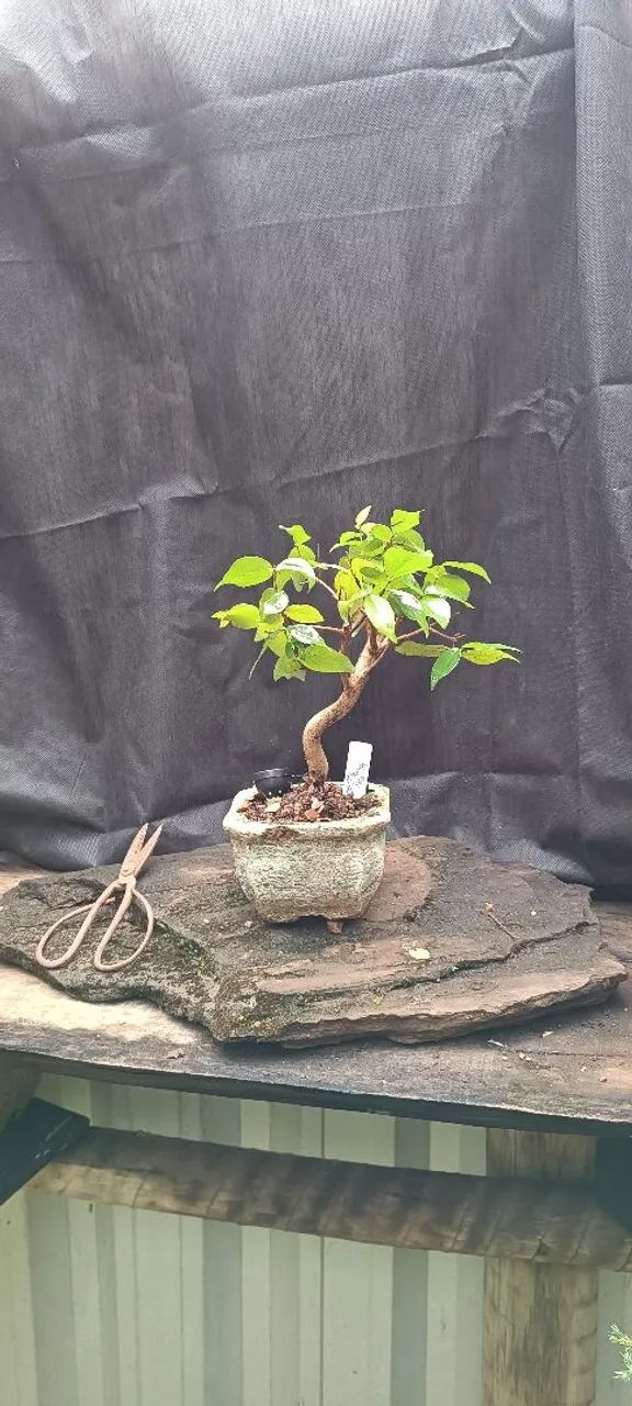 Bonsai de Pitanga!!