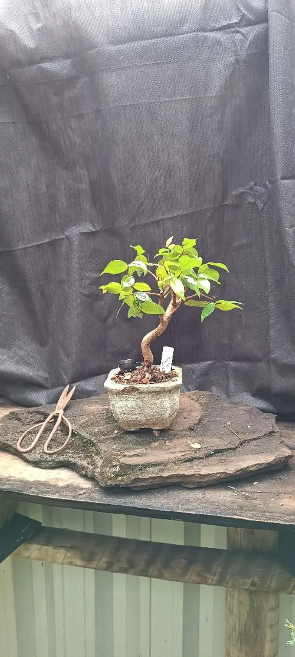 Bonsai de Pitanga!!