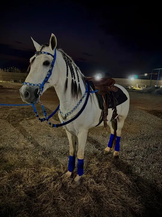 Cavalo Mangalarga Marchador - Foto 6