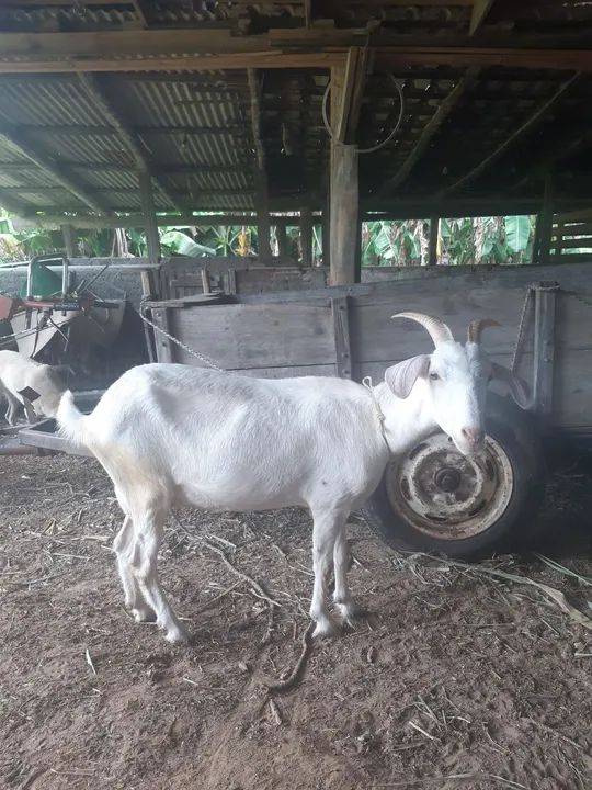 Cabras Brancas - Adulta e Jovem - Foto 5