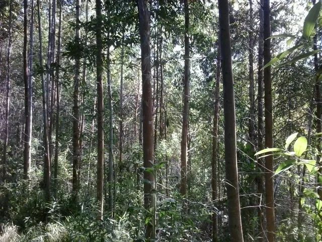 Oportunidade. Excelente Sítio em Nova Friburgo Ótima Área de Terreno - Foto 10