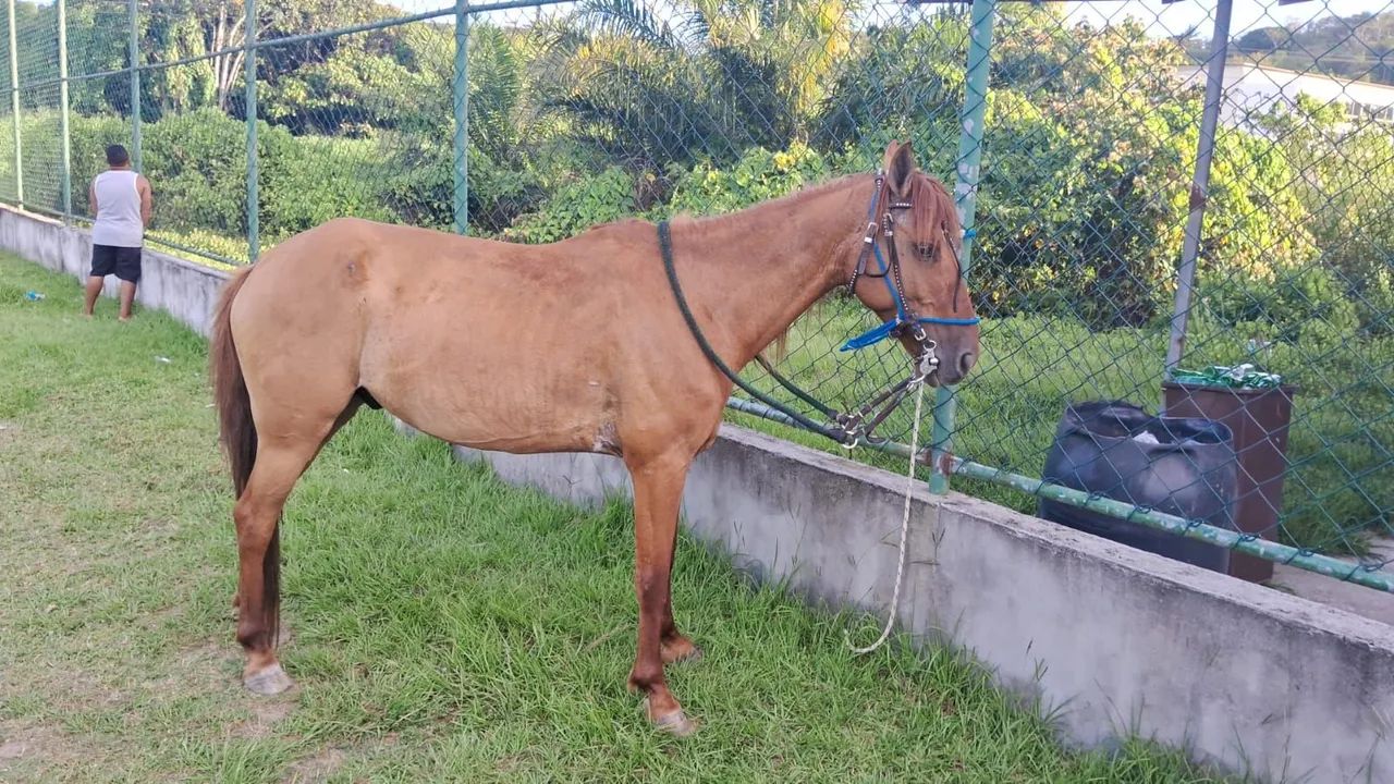 Triumph Tiger 900 - Impecável