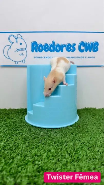 Rato Twister/Mercol (Roedores CWB)  - Foto 6