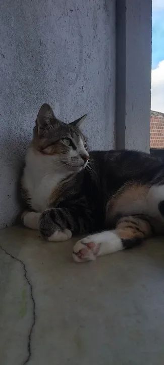 Gato lindo e carinhoso para adoção - Foto 2