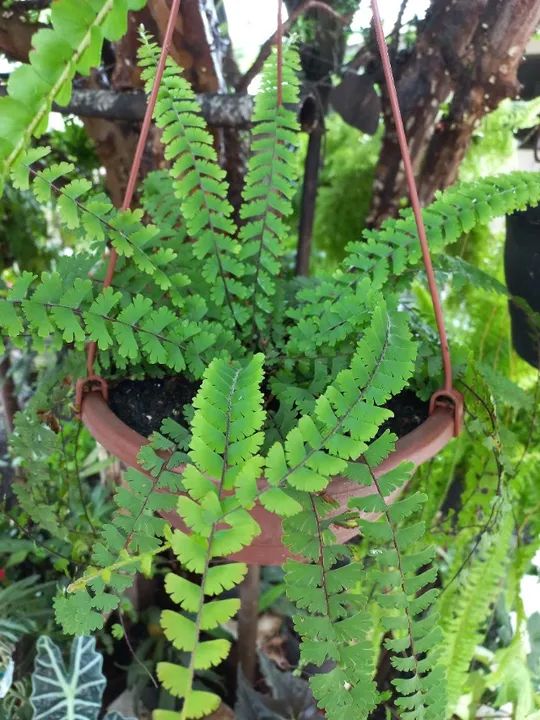 Samambaias  - Foto 3