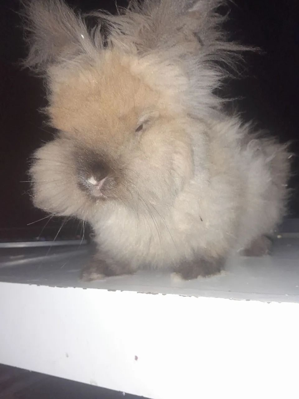 Coelhinho Angora venda urgente - Foto 5