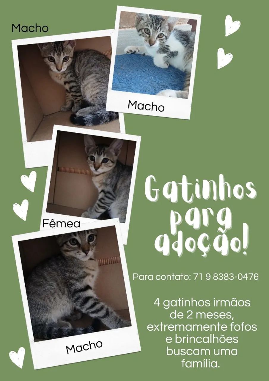 Gatos filhotes para adoção URGENTE