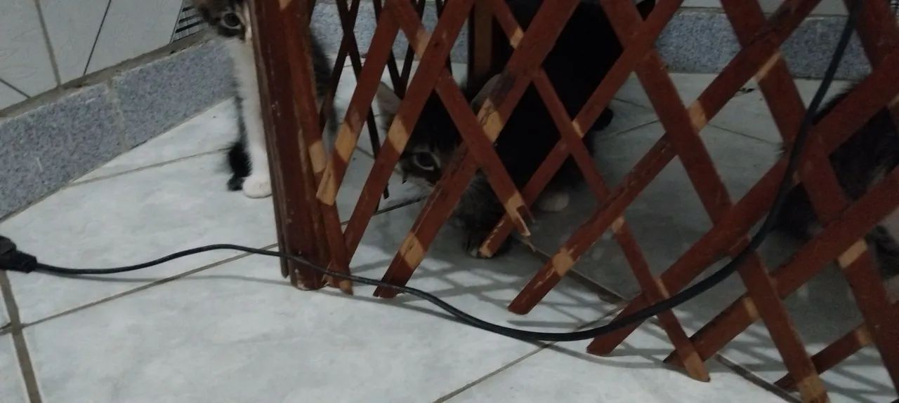 2 GATOS MACHOS  - Foto 3